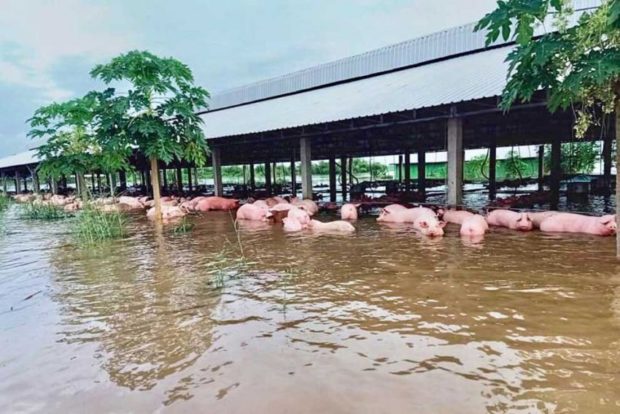 Floods kill seven people, 700 pigs in Cambodia