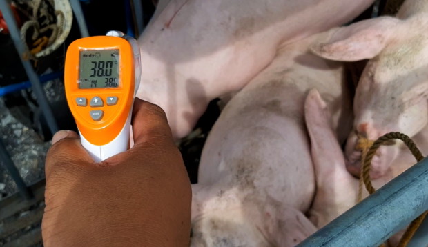 Legazpi City vets check swine body temperature before slaughtering