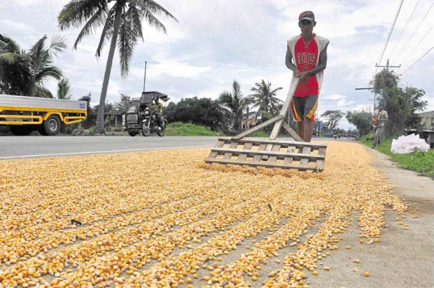 Armyworms attack corn farms in Negros, Cagayan Valley