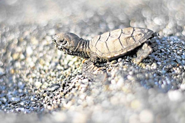 Rising tide spells doom for sea turtles