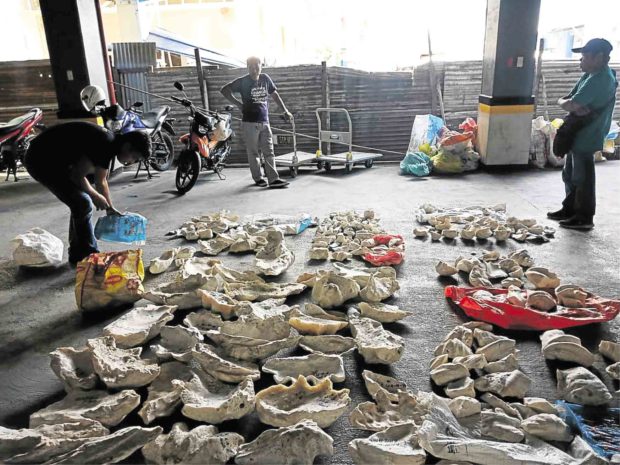 Fossilized giant clam shells, worth P36M, seized from Cebu traders