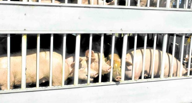 Swine fever reaches Pangasinan