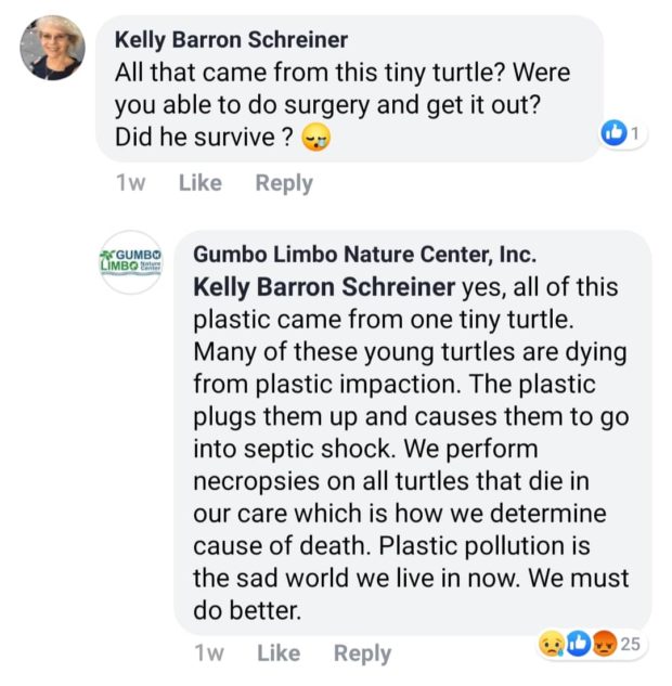 turtle, plastic