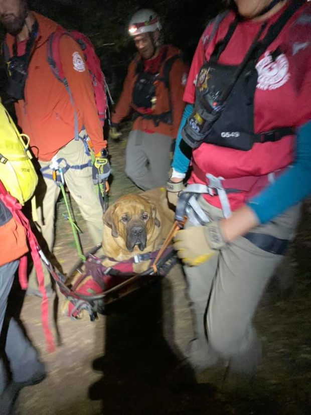Dog, rescue, hike