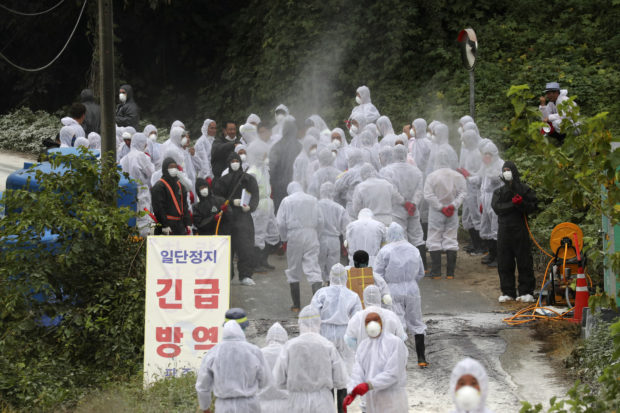 South Korea confirms 2 more swine fever cases