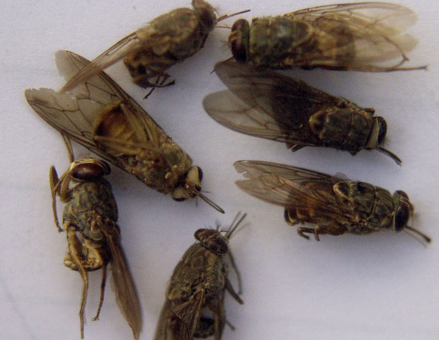 Malawi fights tsetse flies, disease after wildlife relocation