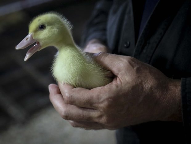  New York City expected to pass bill banning foie gras