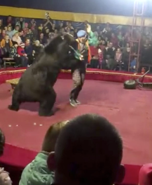 Bear attacks trainer at Russian circus show