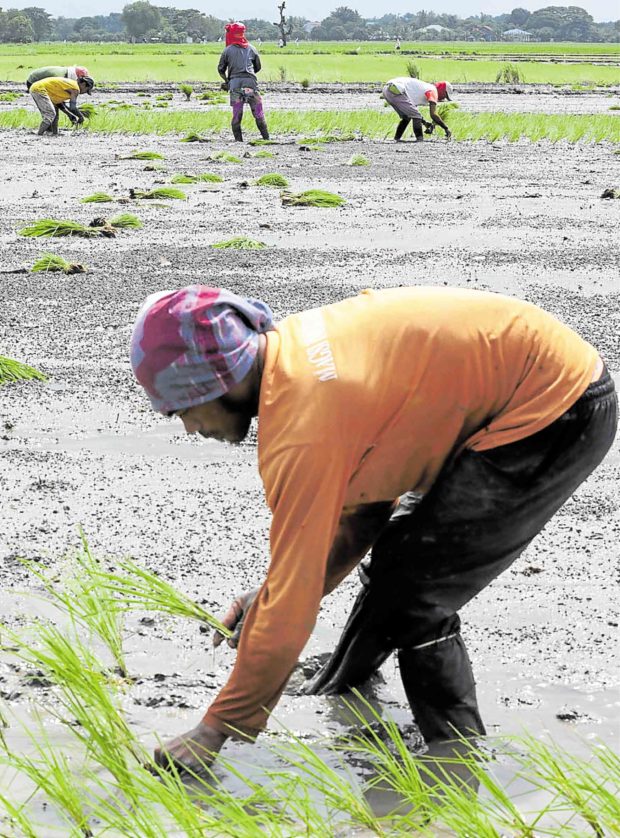 Where have PH farmers gone? Neda tracks 7-yr dip in agri labor