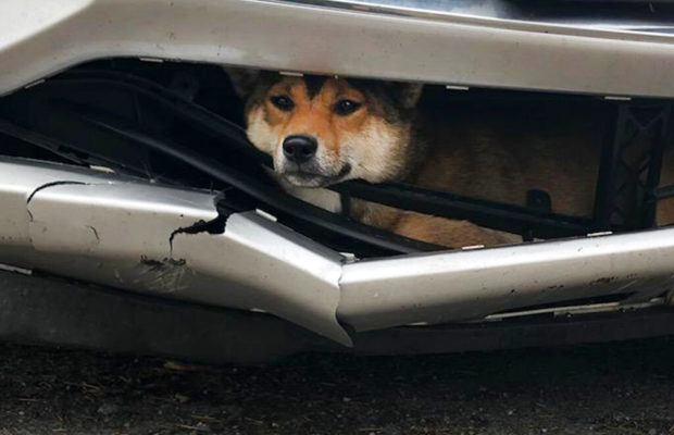 Dog Stuck in Bumper