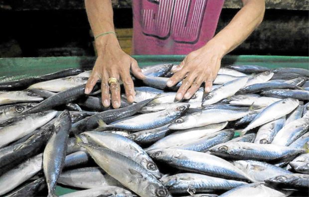 Galunggong or round scad. STORY: PH fishers seek end to fish importation
