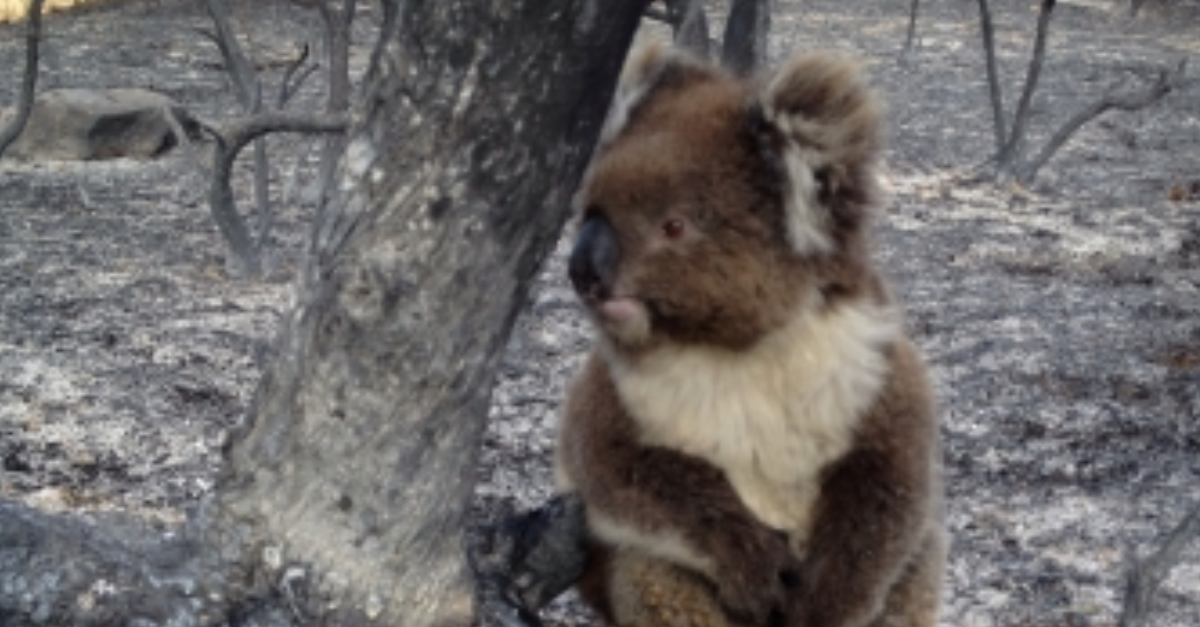 Woman hailed a hero as she saves 'screaming' burnt koala from bushfires