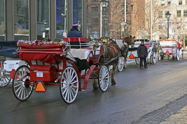 horse-drawn carriage Canada AFP