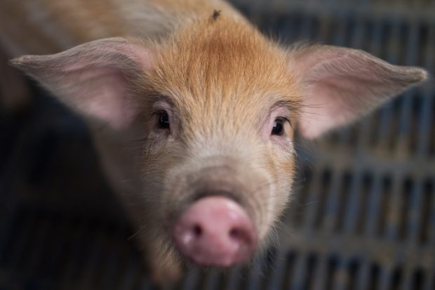 In this picture taken on June 5, 2017 a piglet is seen at a pig farm on the outskirts of Beijing. - Millions of backyard pig farmers in China are being forced out of the industry as the government cracks down on pollution and encourages producers to expand their operations with the aim of modernizing the industry and smoothing out fluctuations in prices and supply. (Photo by NICOLAS ASFOURI / AFP) / TO GO WITH: China-agriculture-economy-pork, FOCUS by Allison JACKSON