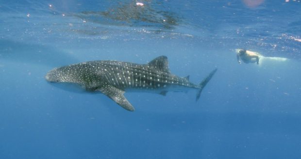Tourism program in Bohol town focused on whale sharks tagged ‘fake ecotourism’
