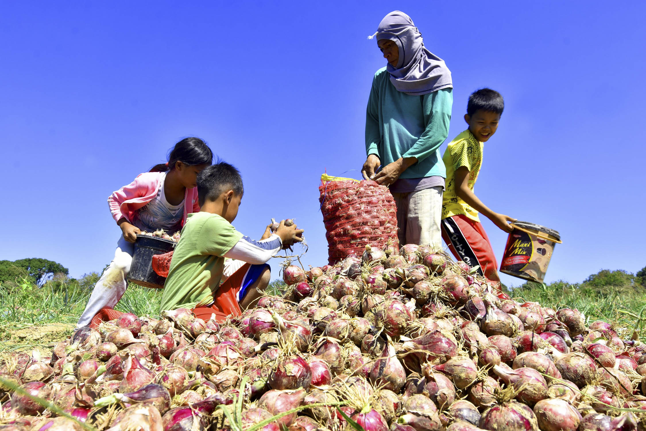 Onion Farming In The Philippines