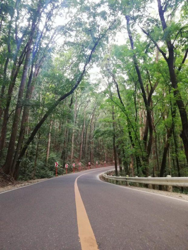 DENR suspends entrance fee collection to Bohol's man-made forest