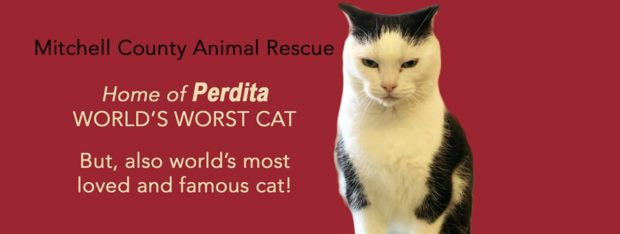 world's worst cat for adoption
