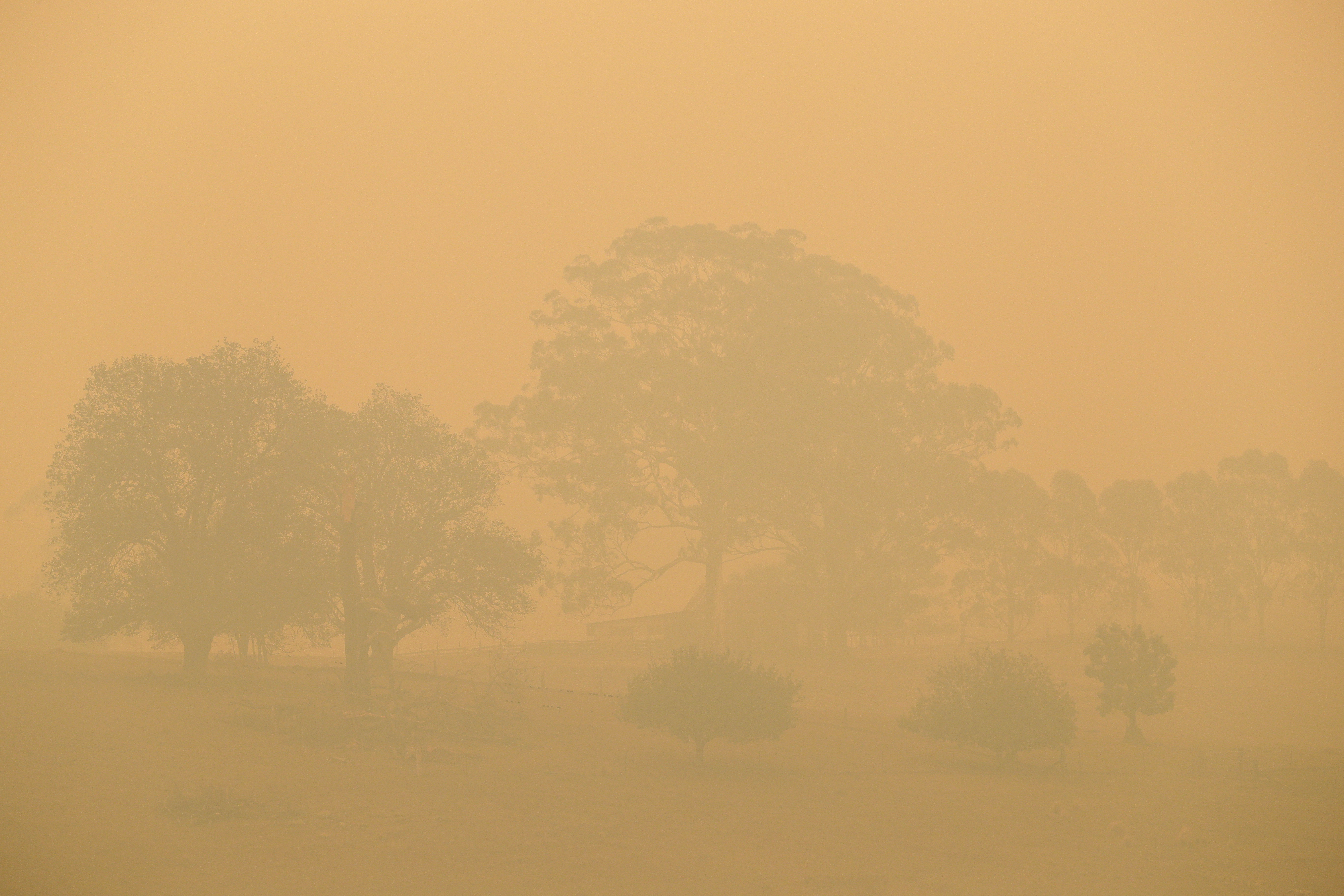 A field is shrouded with smoke haze near Burragate, Australia, Saturday, Jan. 11, 2020. Authorities were assessing the damage after firefighters battled flames fanned by strong winds through the night and lightning strikes sparked new blazes in New South Wales and Victoria, Australia’s most populous states. Conditions were milder Saturday and forecast to remain relatively benign for the next week. (AP Photo/Rick Rycroft)