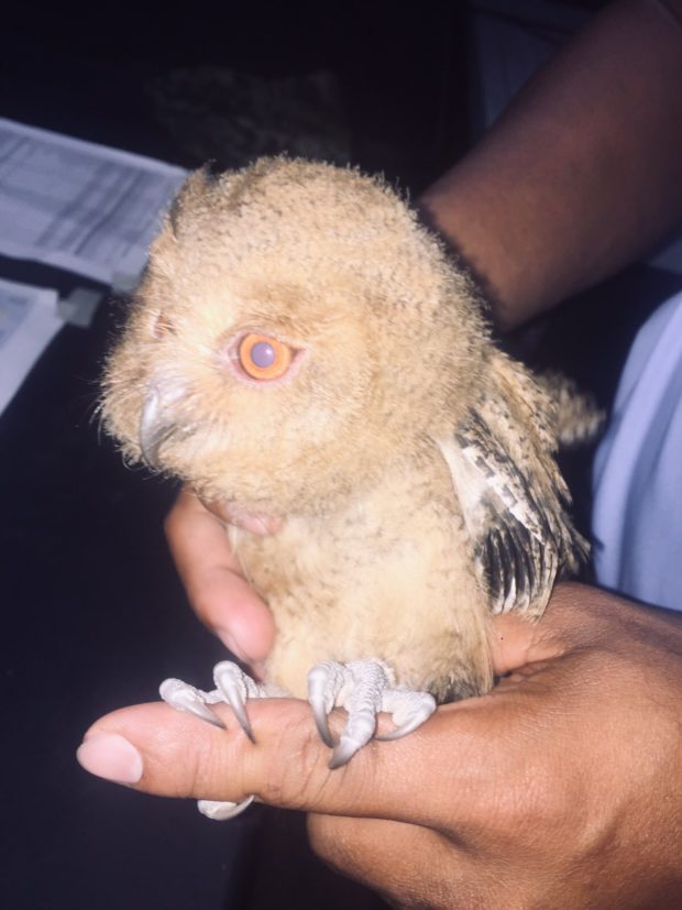 NCR cops rescue baby owl 'Tala' in Batangas