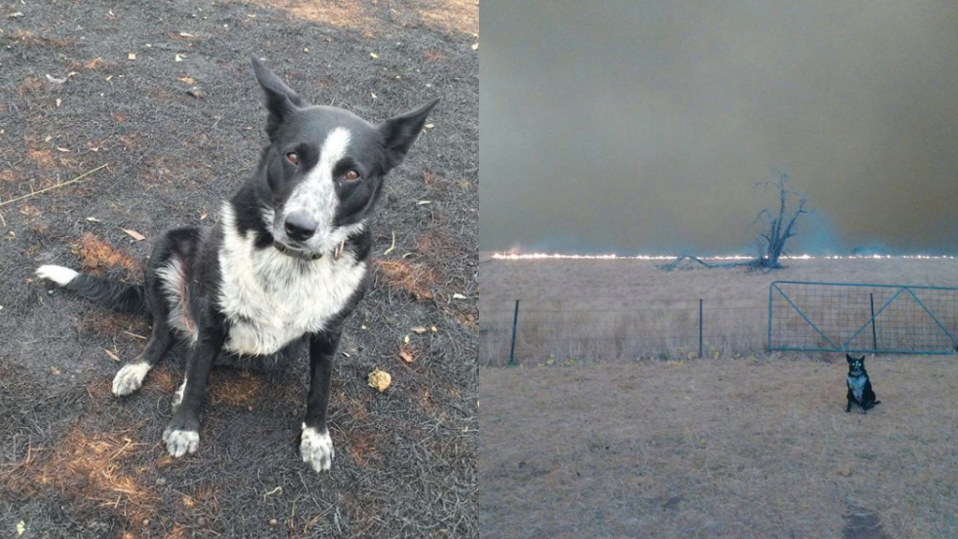 'Wonder dog' saves sheep from farm fire in Australia | Inquirer News
