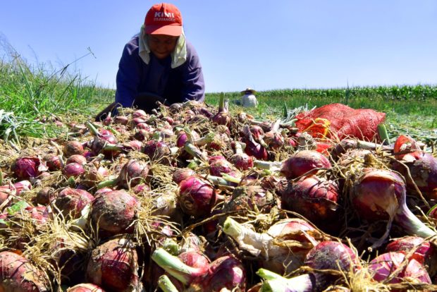 RED BULBS A farmer in Pangasinan digs onions up during harvest. The government’s importation of onions, which began on Jan. 3, threatens to hurt the profit of local farmers. —WILLIE LOMIBAO