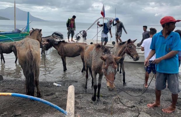 Taal Volcano residents rescue horses