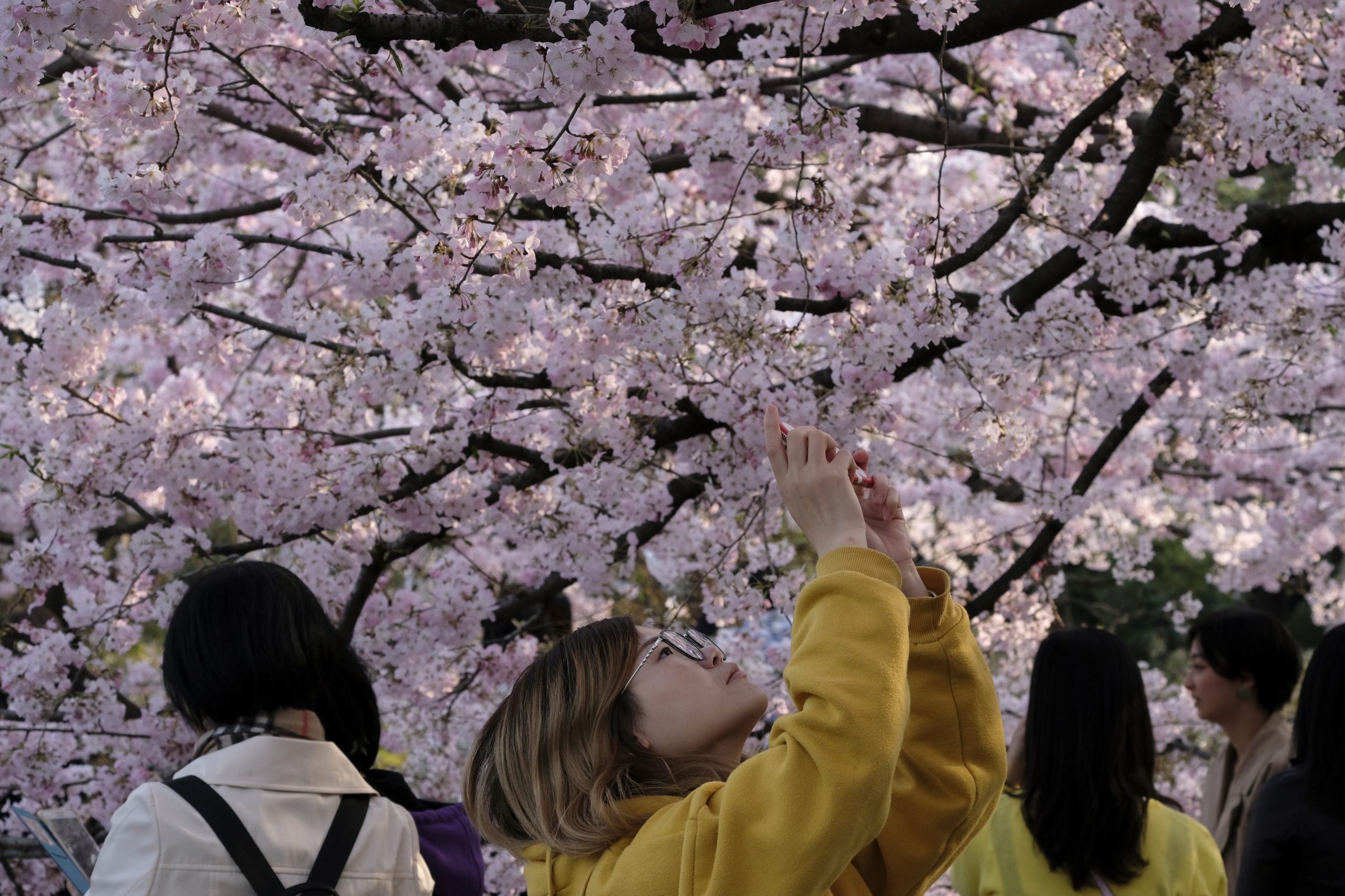 Фестиваль цветения Сакуры в Японии. Черри блоссом в Токио. Токио Сакура. Япония Токио Сакура.