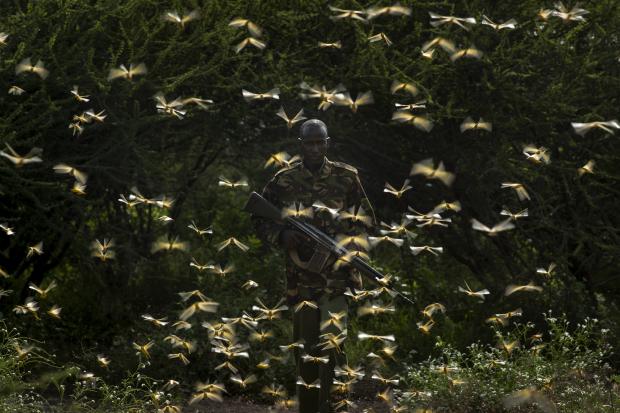 Ranger amid locusts in Kenya