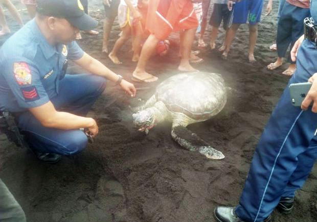 Cops with dead sea turtle in Legazpi City in Albay