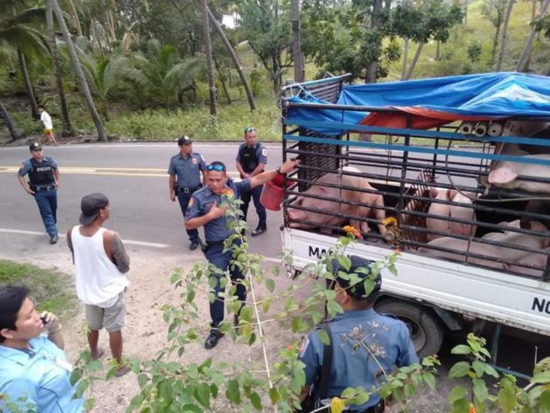 Live pigs from Sibulan, Negros Oriental were intercepted by the Cebu Task Force on African Swine Fever