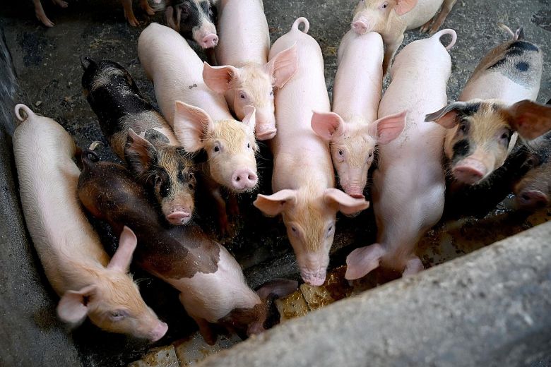 Antique town records first African swine fever (ASF) cases
