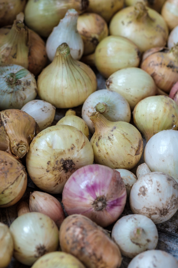 Fresh onion close up. Onion texture and pattern.