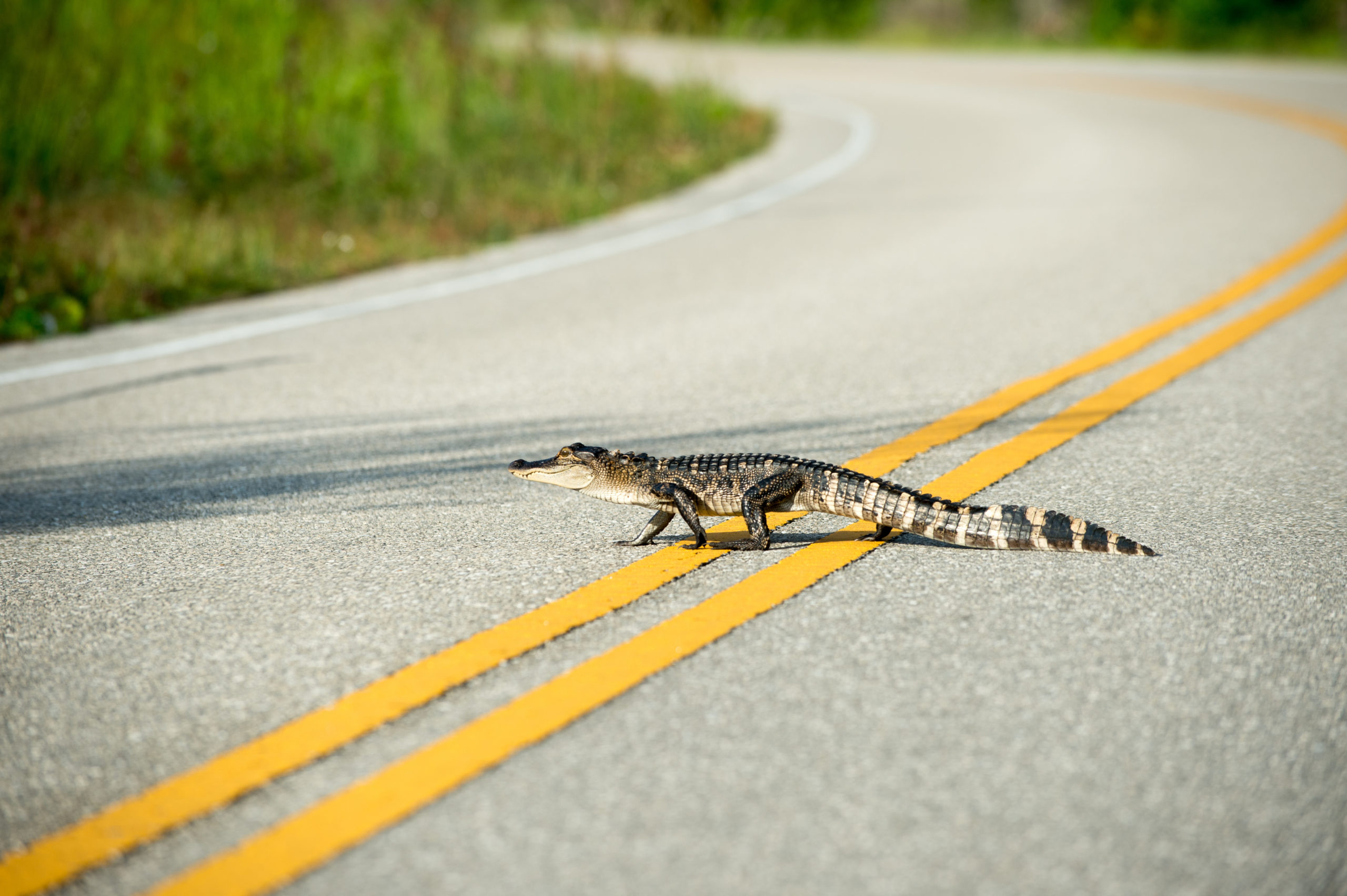Florida police warn of road rage among mating alligators Inquirer News