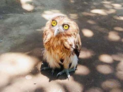 The Philippine Eagle-owl (Bubo philippensis), rescued in a coastal village in Manito, Albay.