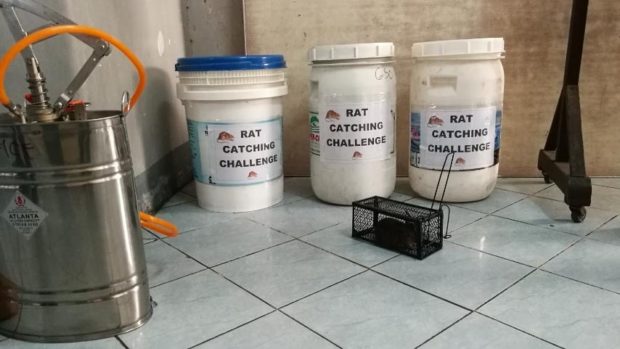 rat catching challenge baguio