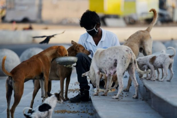 India stray dogs
