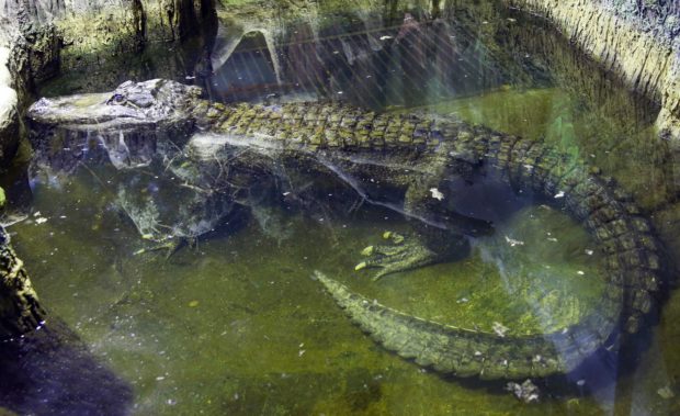 Russia Alligator