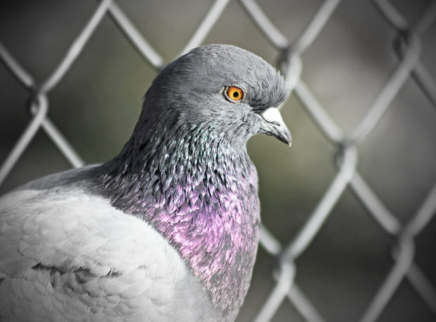 Pigeon racing is still banned in the country due to the continued threat of bird flu, said the Department of Agriculture's (DA) Bureau of Animal Industry (BAI).