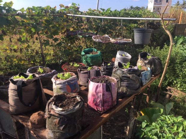 Bicol family uses quarantine time for planting, giving free vegetables to neighbors