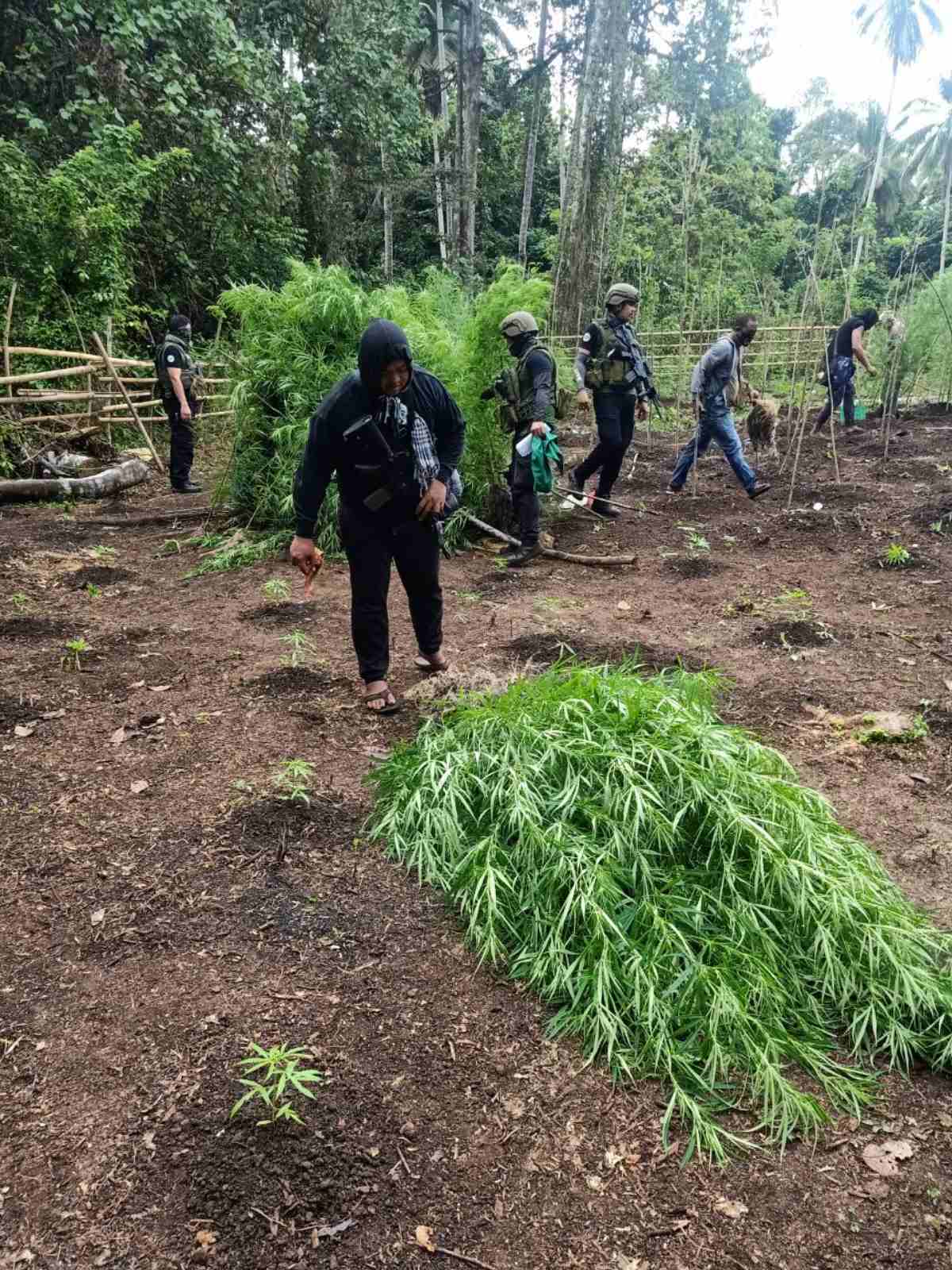 Combined forces from the Naval Forces Western Mindanao and Philippine Drug Enforcement Agency seized P5.1 million worth of marijuana from a plantation in Sulu on Friday (May 1),/ NAVAL FORCES WESTERN MINDANAO