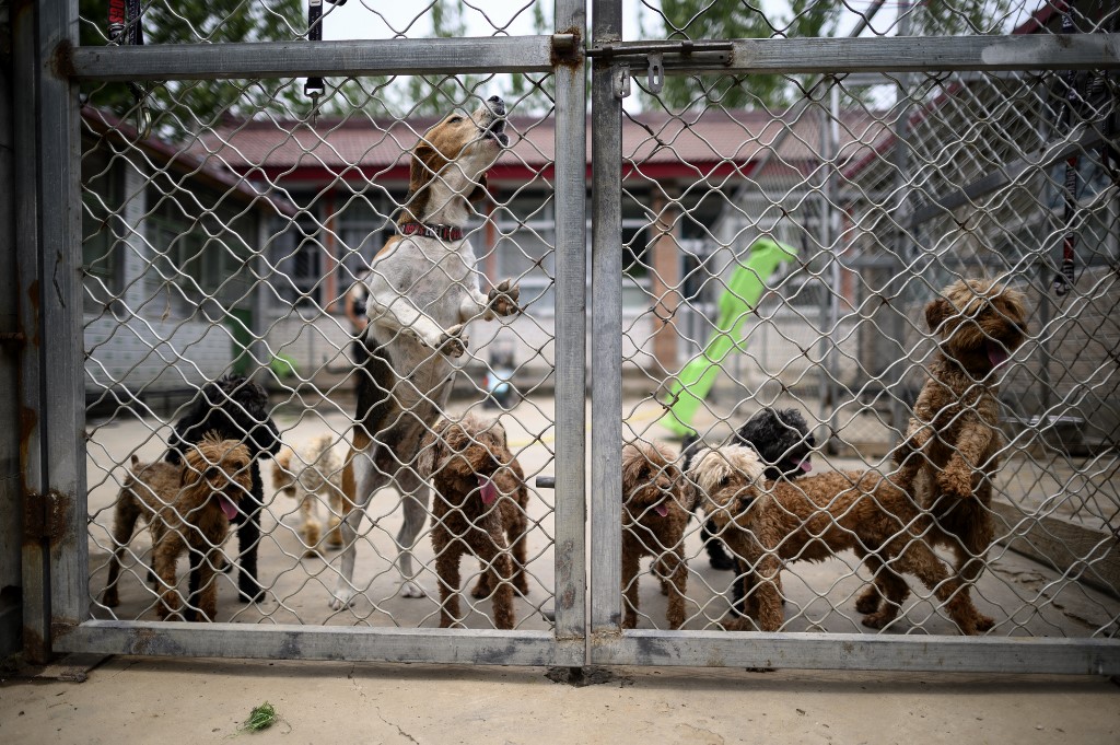 China dog meat festival