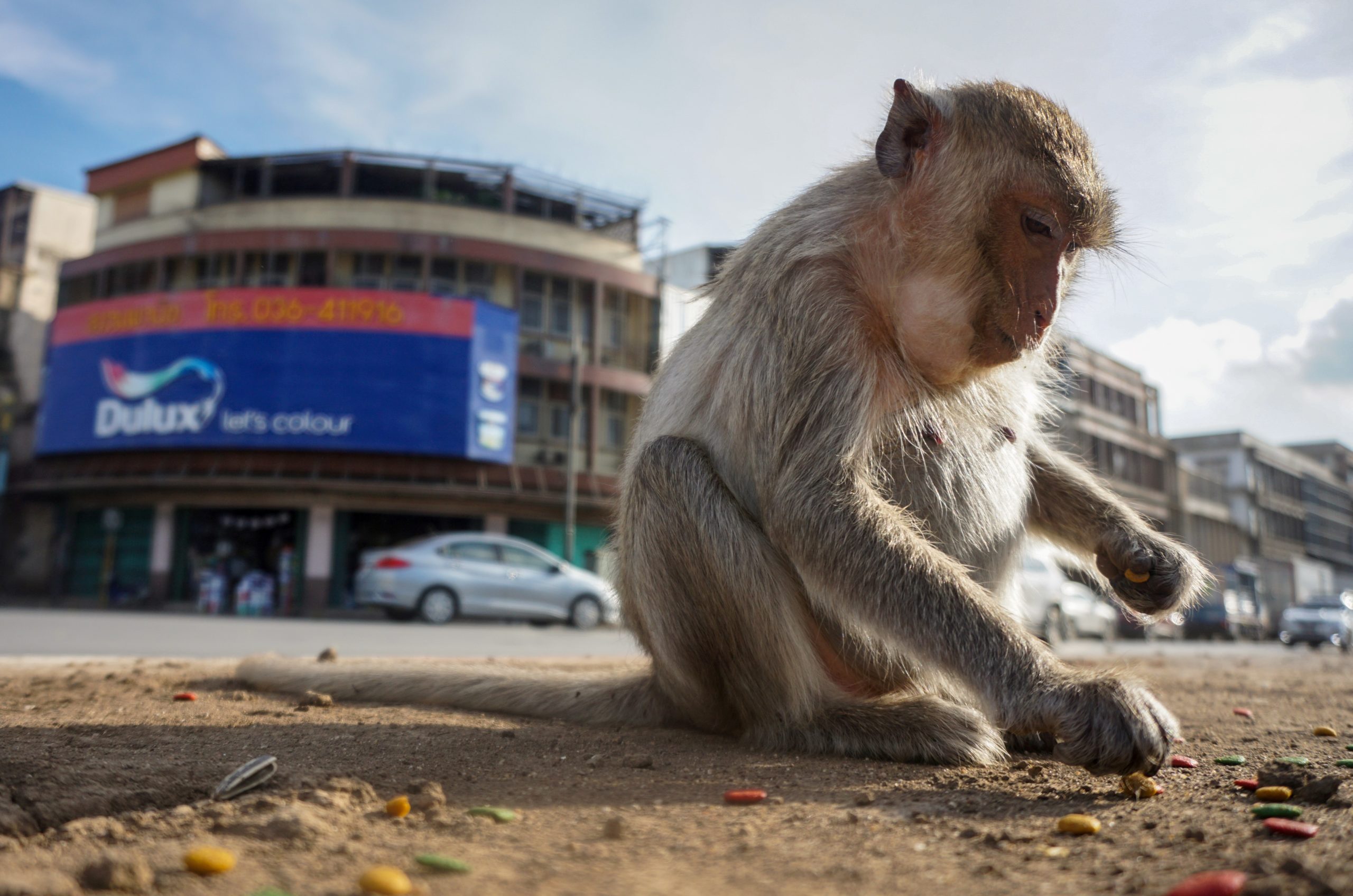 Macaque attack: humans try to take back Thai city from monkeys