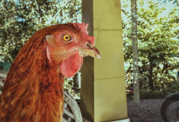 Proof humans reshaped the world? Chickens