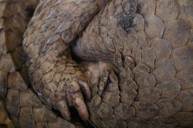 Man rescues pangolin being chased by dog in Palawan