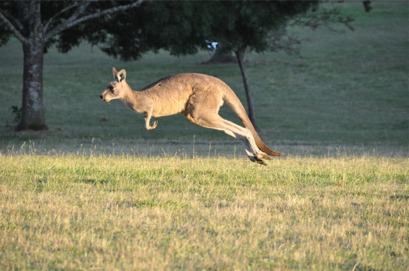 Kangaroo captured after two months on the loose | Inquirer News