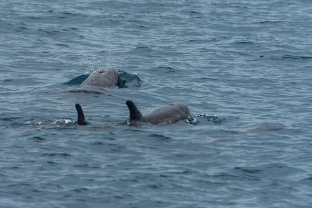 Dolphin sightings prove Sarangani Bay is healthy --environment execs ...