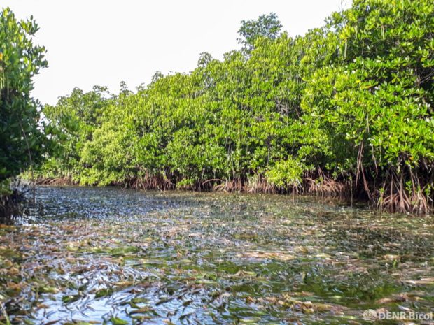 Prieto Diaz Mangrove Ecosystem wins 1st prize of Best Mangrove Award in ...