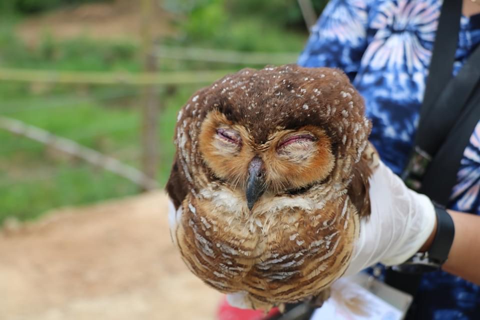 Wounded owl surrendered to environmental officers in Palawan