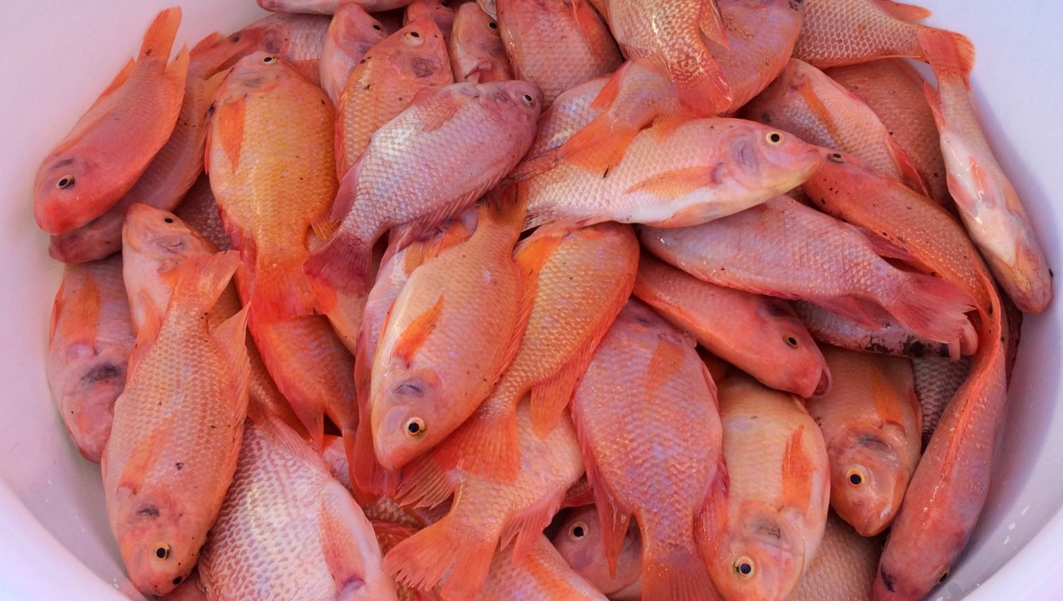 Red tilapia tapped as alternative fish in Ilocos Inquirer News